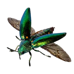 Jewel Beetle