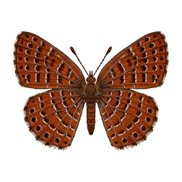 Little Metalmark Butterfly in Crimson Desert