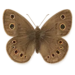 Little Wood Satyr Butterfly