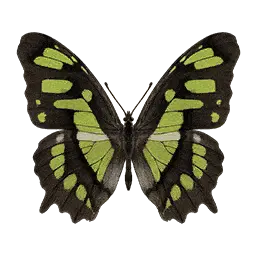 Malachite Butterfly