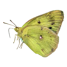 Meadow Butterfly