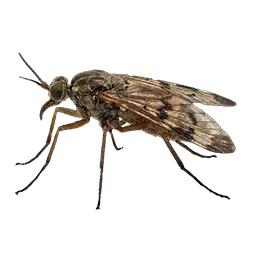 Medium Fly
