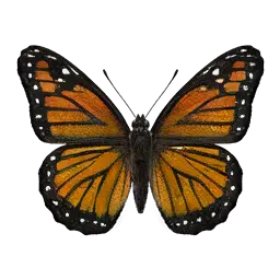Monarch Butterfly
