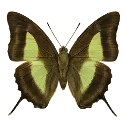 Nawab Butterfly