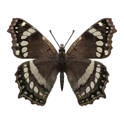 Ornythion Swallowtail Butterfly