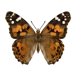 Painted Lady Butterfly
