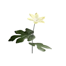 Palmar Leaf