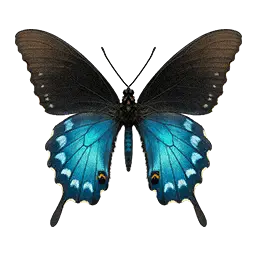 Pipevine Swallowtail Butterfly