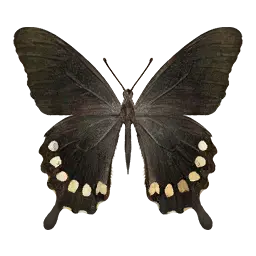 Polydamas Swallowtail Butterfly