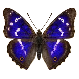 Purple Emperor Butterfly