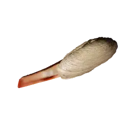 Razor Clam