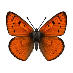 Red Lycaenid Butterfly
