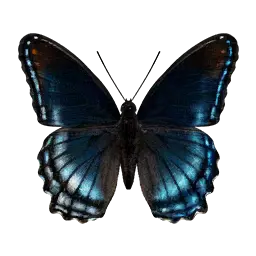 Red-spotted Purple Butterfly