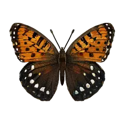 Regal Fritillary Butterfly