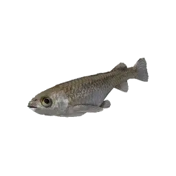 Ricefish