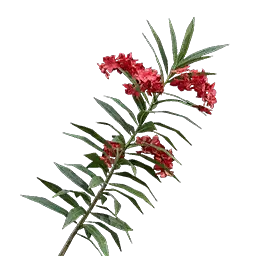 Rosebay
