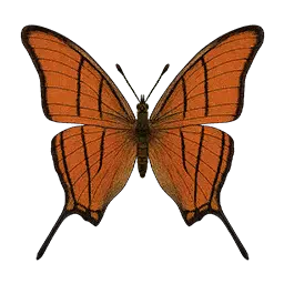 Ruddy Daggerwing Butterfly