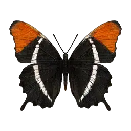Rusty Tipped Page Butterfly