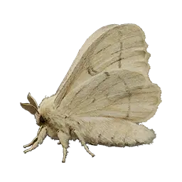 Silkworm Moth