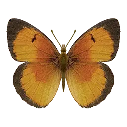 Sleepy Scarlet Butterfly