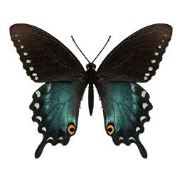 Spicebush Swallowtail Butterfly