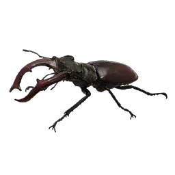 Stag Beetle