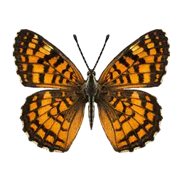 Theona Checkerspot Butterfly