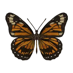 Tiger Mimic Queen Butterfly