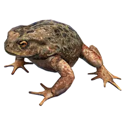 Toad