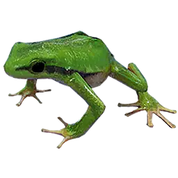 Tree Frog