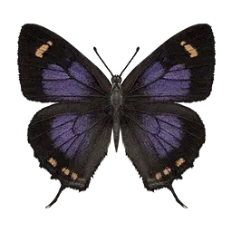 Violet Hairstreak Butterfly