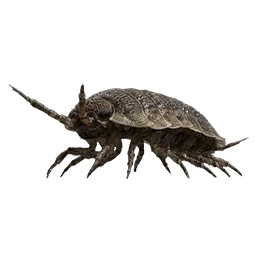 Wharf Roach