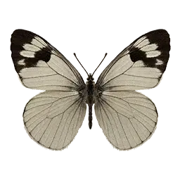 White Butterfly