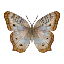 White Peacock Butterfly