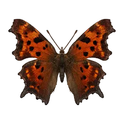 Yellow Comma Butterfly