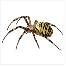 Yellow Garden Spider