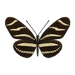 Zebra Longwing Butterfly