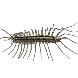 House Centipede