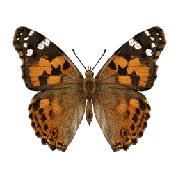 Painted Lady Butterfly