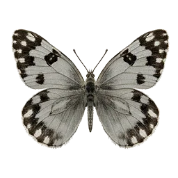 Checkered White Butterfly