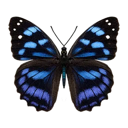 Bluewing Butterfly