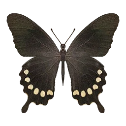 Polydamas Swallowtail Butterfly