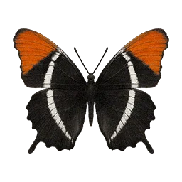 Rusty Tipped Page Butterfly