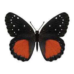 Crimson Patch Butterfly