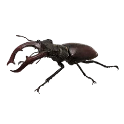 Stag Beetle