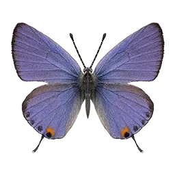 Blue Tailed Butterfly