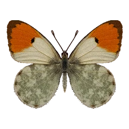 Scarlet Leafwing Butterfly