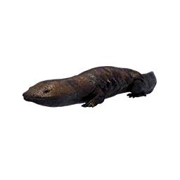 Salamander