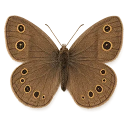 Little Wood Satyr Butterfly