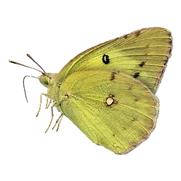 Meadow Butterfly